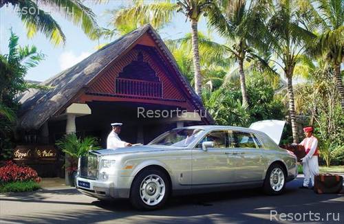 Royal Palm 52